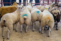 Longtown Mart Young Handlers sponsored by Farmers Guardian - 8th August 2024-13-6